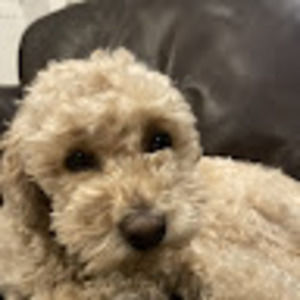 Meet your Posher, Zoe